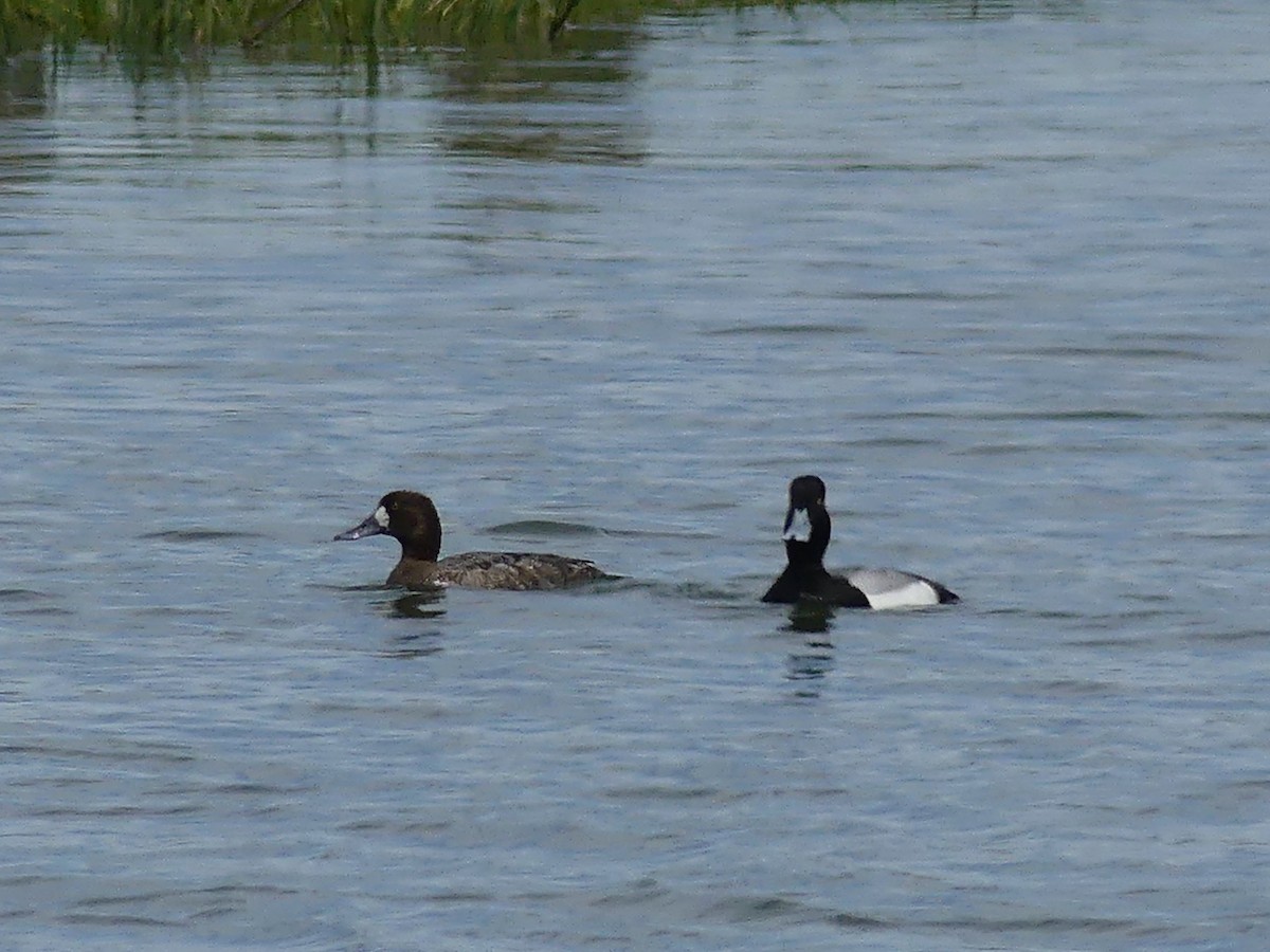 Lesser Scaup - ML633575836