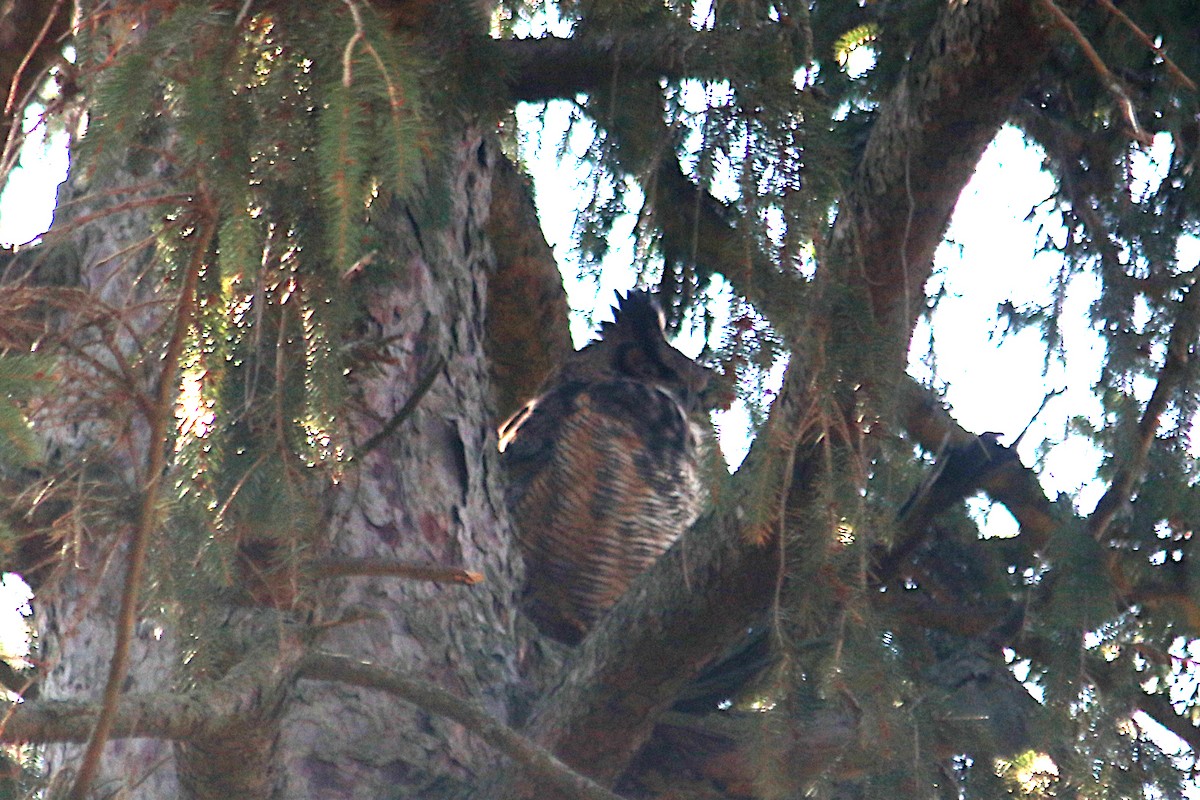Great Horned Owl - ML633575851