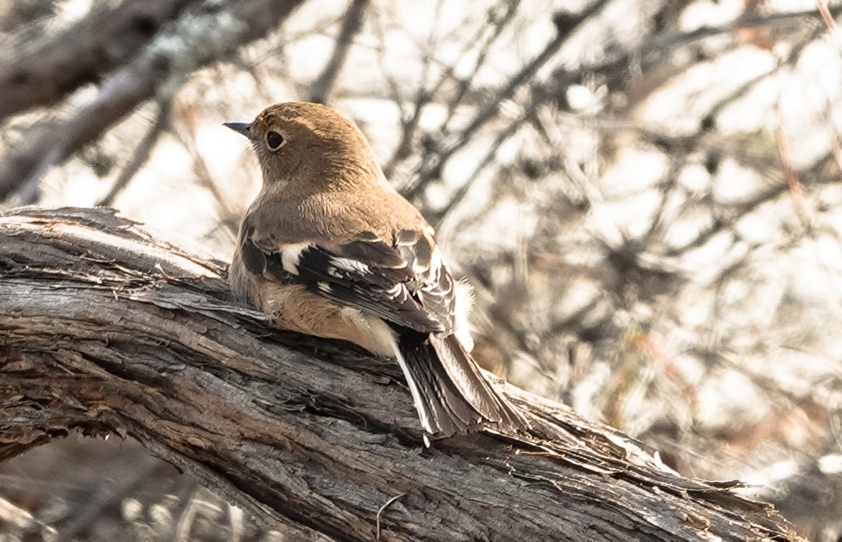 Flame Robin - ML633575880