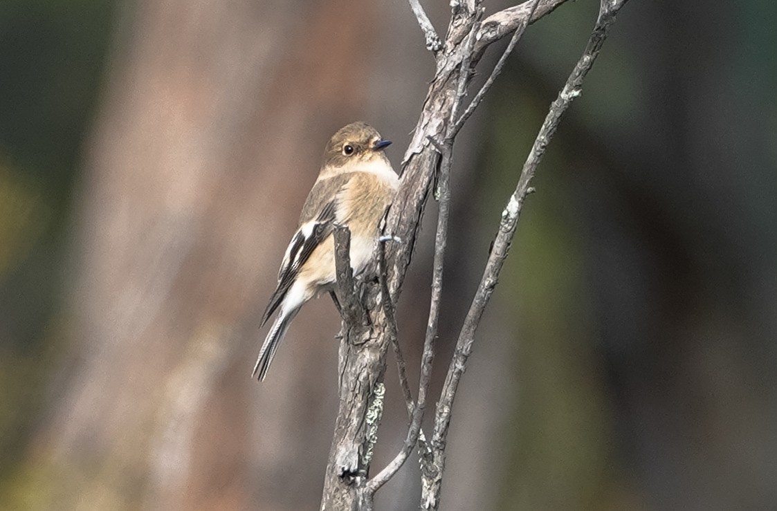 Flame Robin - ML633575881