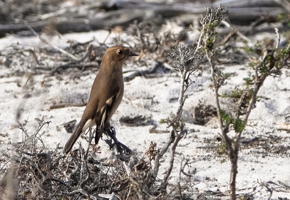 Flame Robin - ML633575883