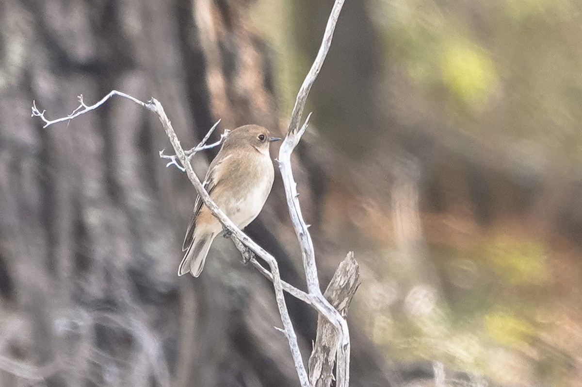 Flame Robin - ML633575884