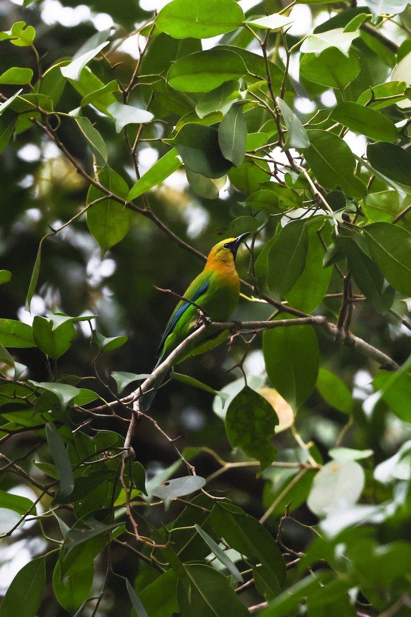 Blue-winged Leafbird - ML633575925