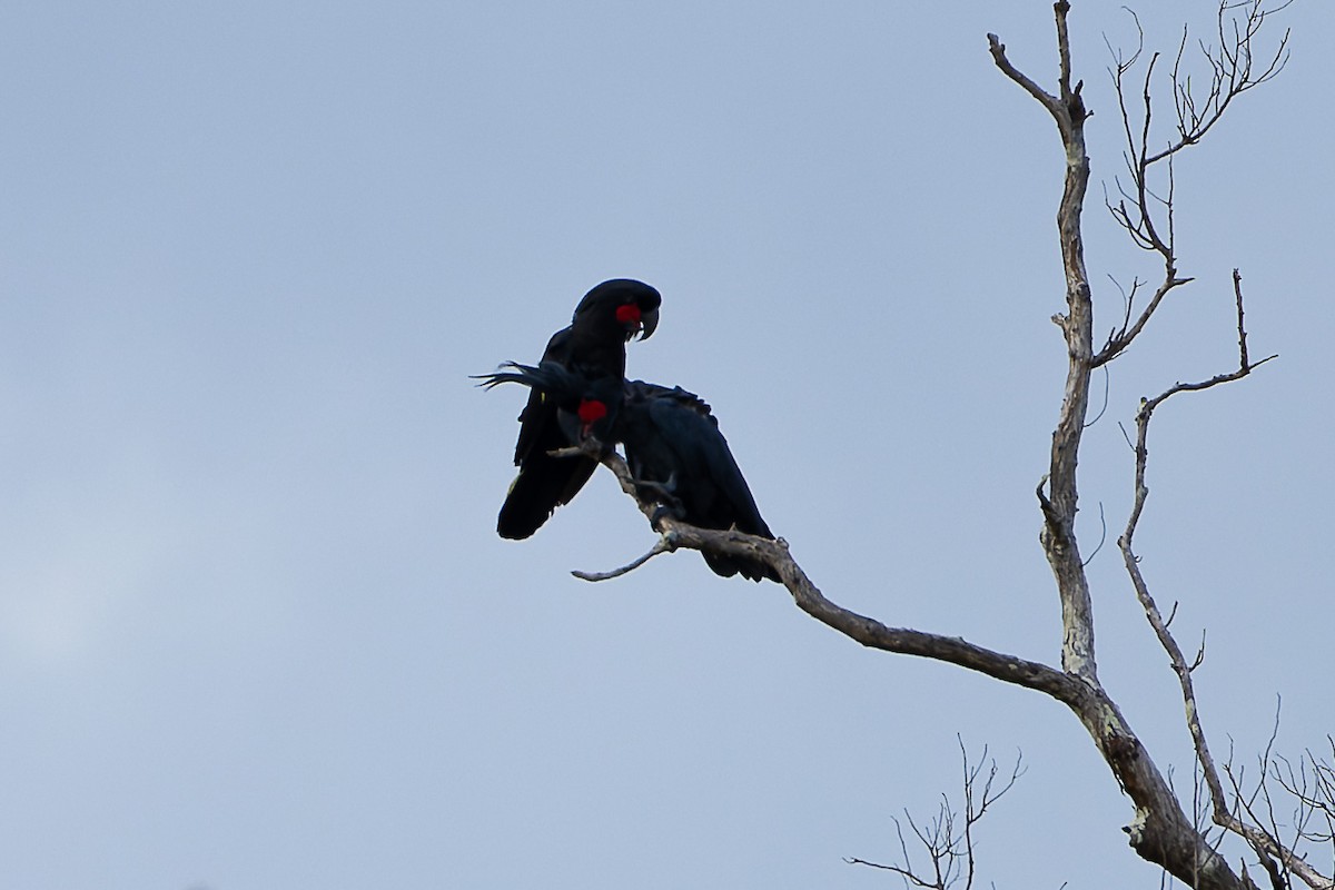 Palm Cockatoo - ML633575938
