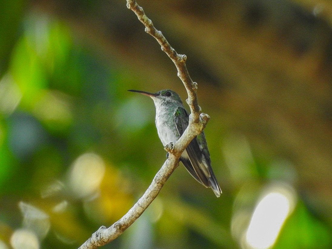 Mangrov Kolibri - ML633575974