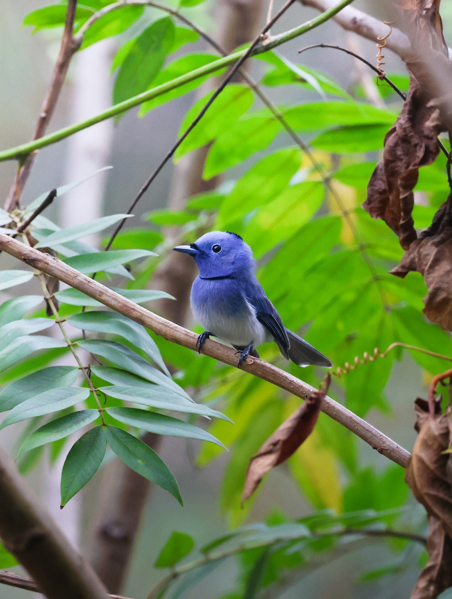 Black-naped Monarch - ML633575975