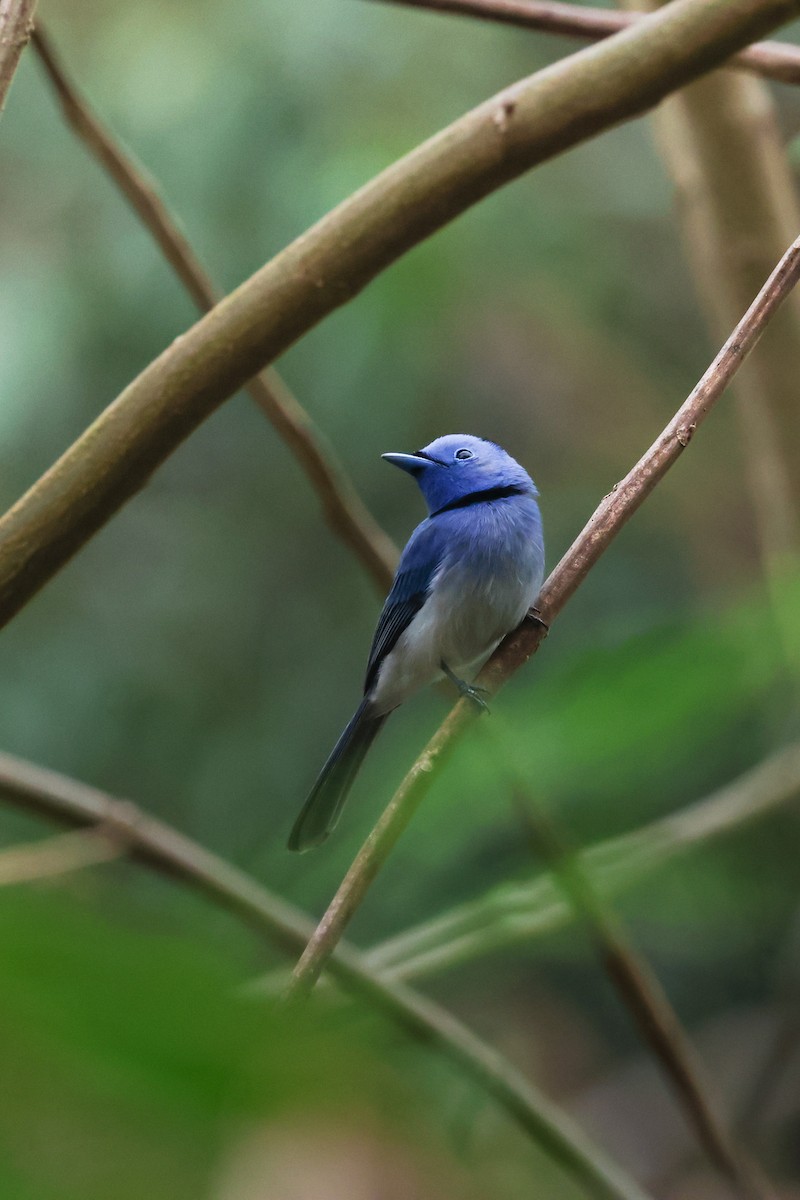 Black-naped Monarch - ML633575976