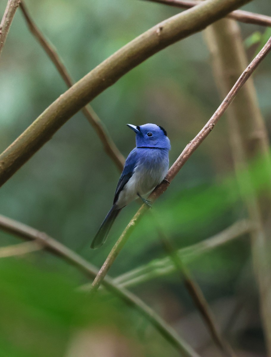 Black-naped Monarch - ML633575977