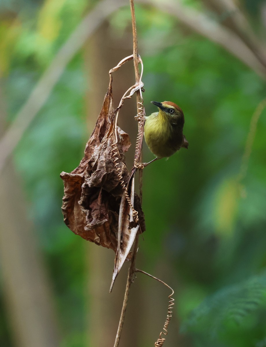 Pin-striped Tit-Babbler - ML633575984