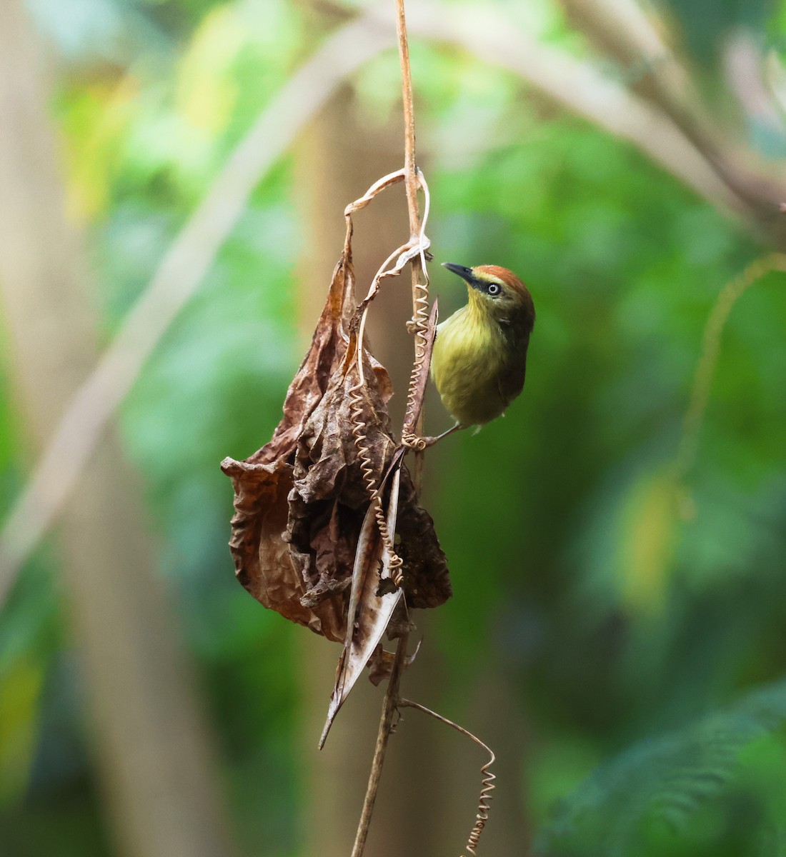 Pin-striped Tit-Babbler - ML633575985