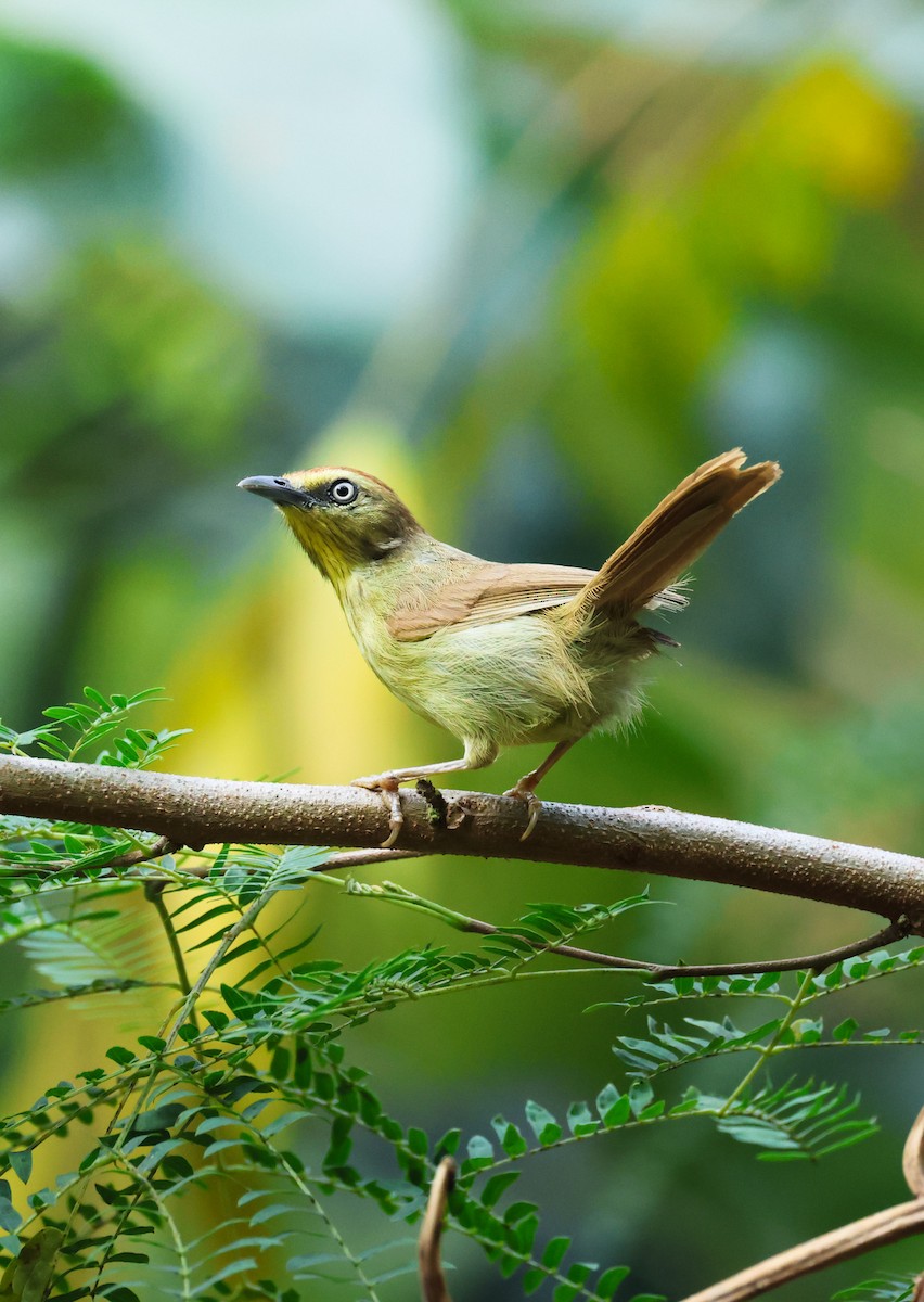 Pin-striped Tit-Babbler - ML633575986
