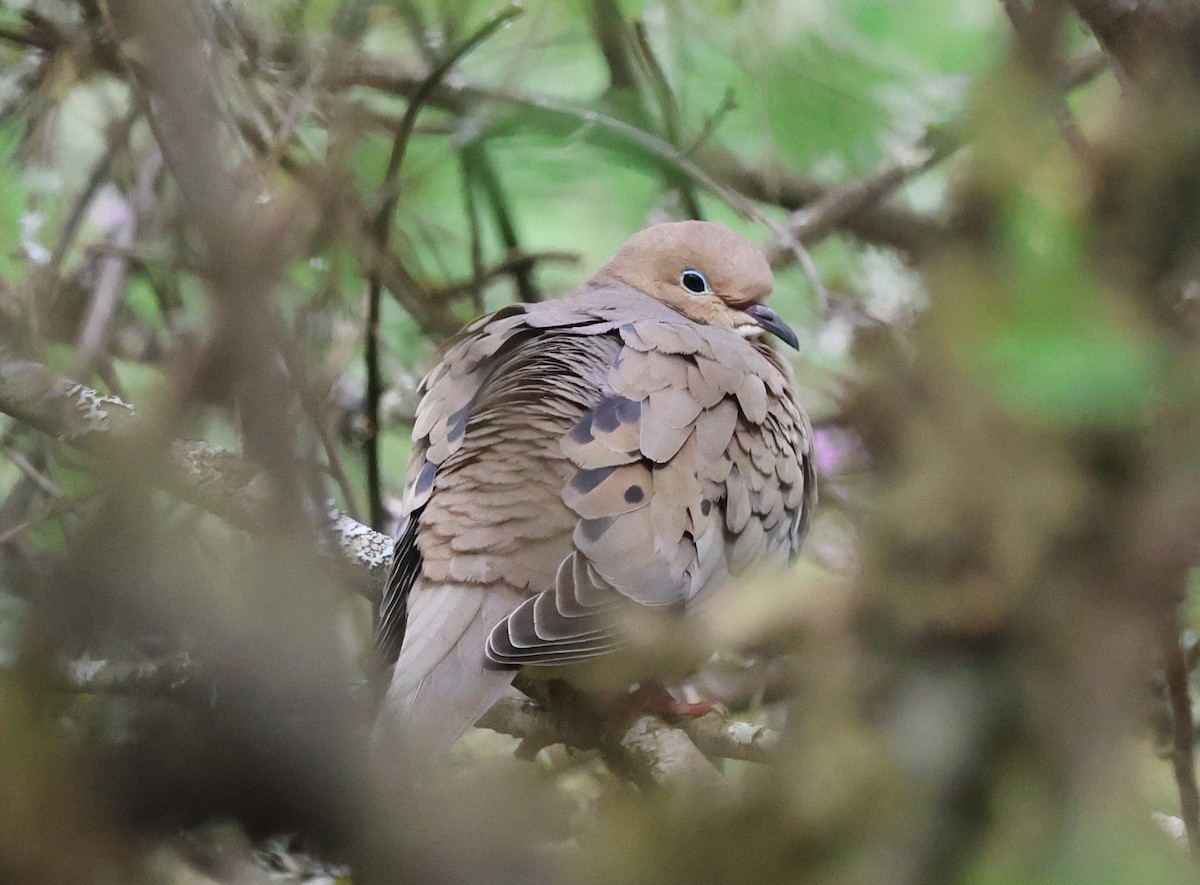 Mourning Dove - ML633576064