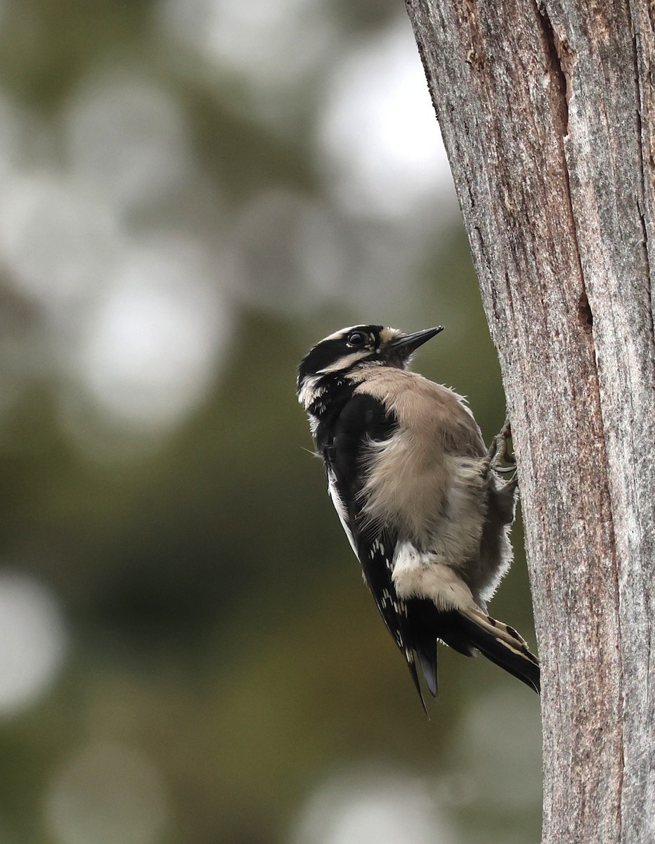 Downy Woodpecker - ML633576075