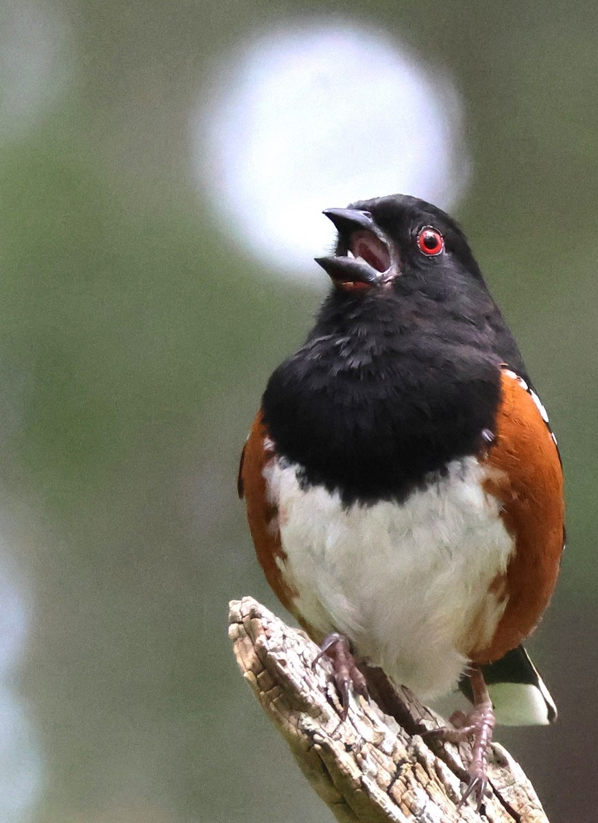 Spotted Towhee - ML633576109