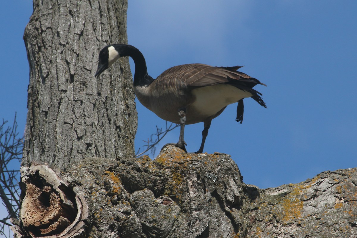 Canada Goose - ML633576123