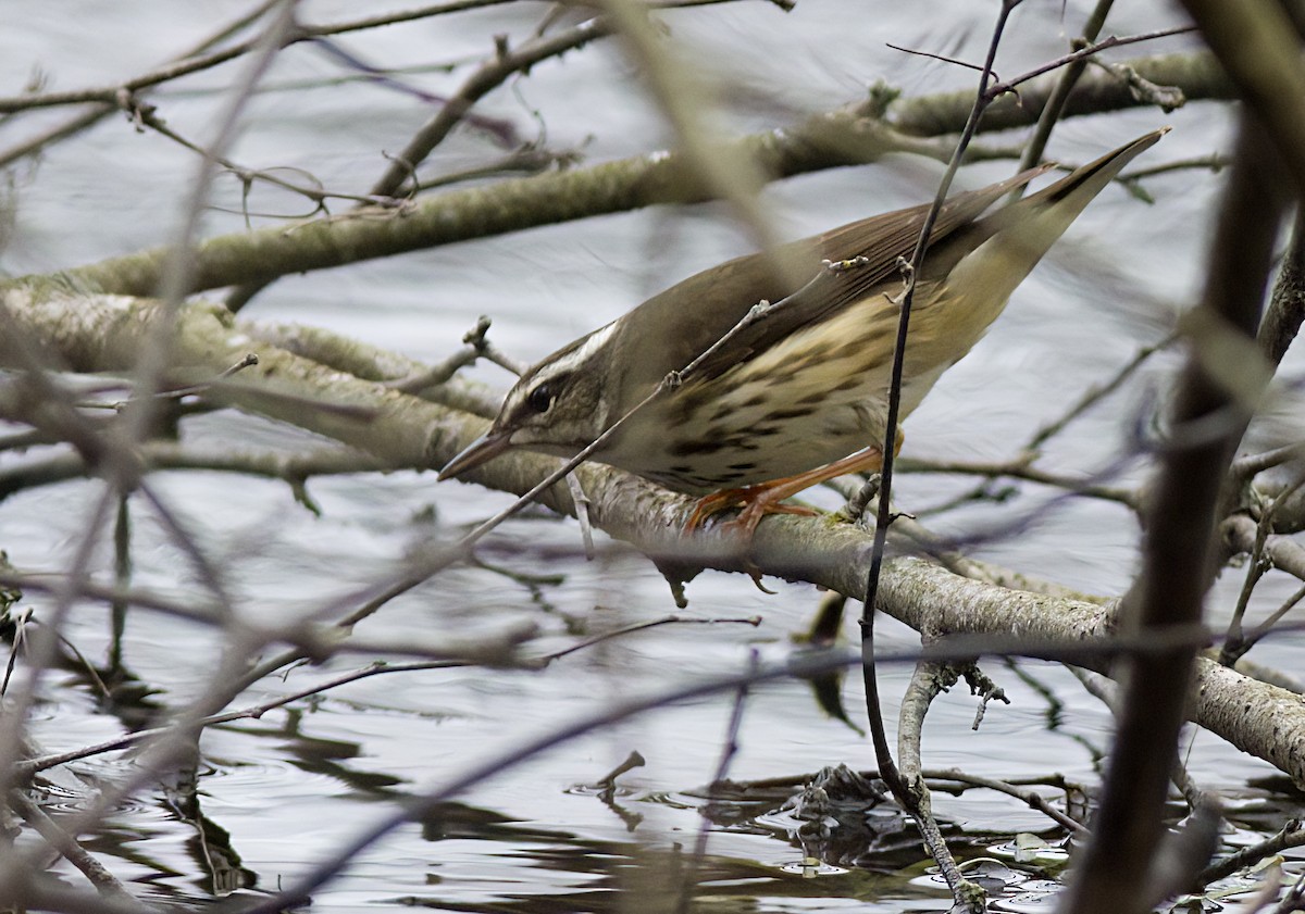 Louisiana Waterthrush - ML633576184