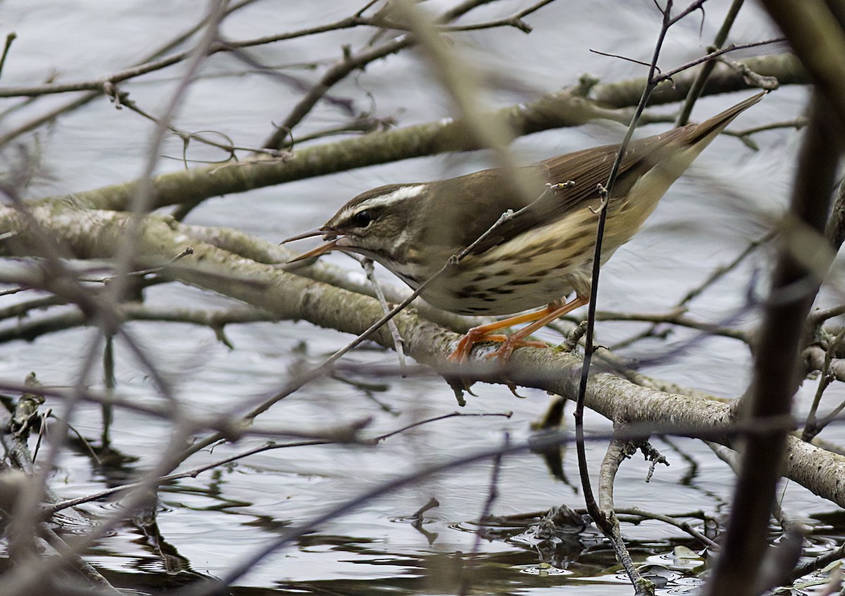 Louisiana Waterthrush - ML633576189