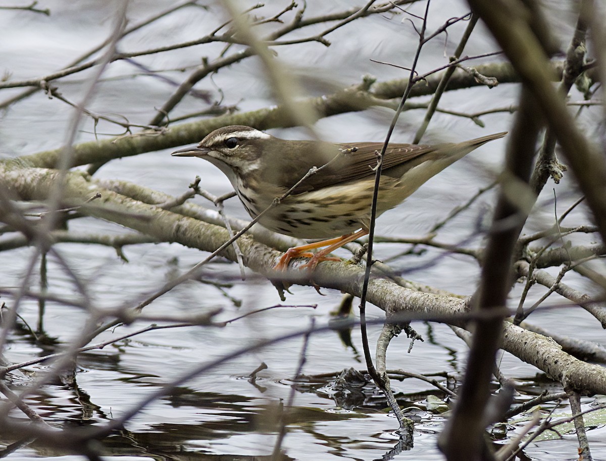 Louisiana Waterthrush - ML633576190