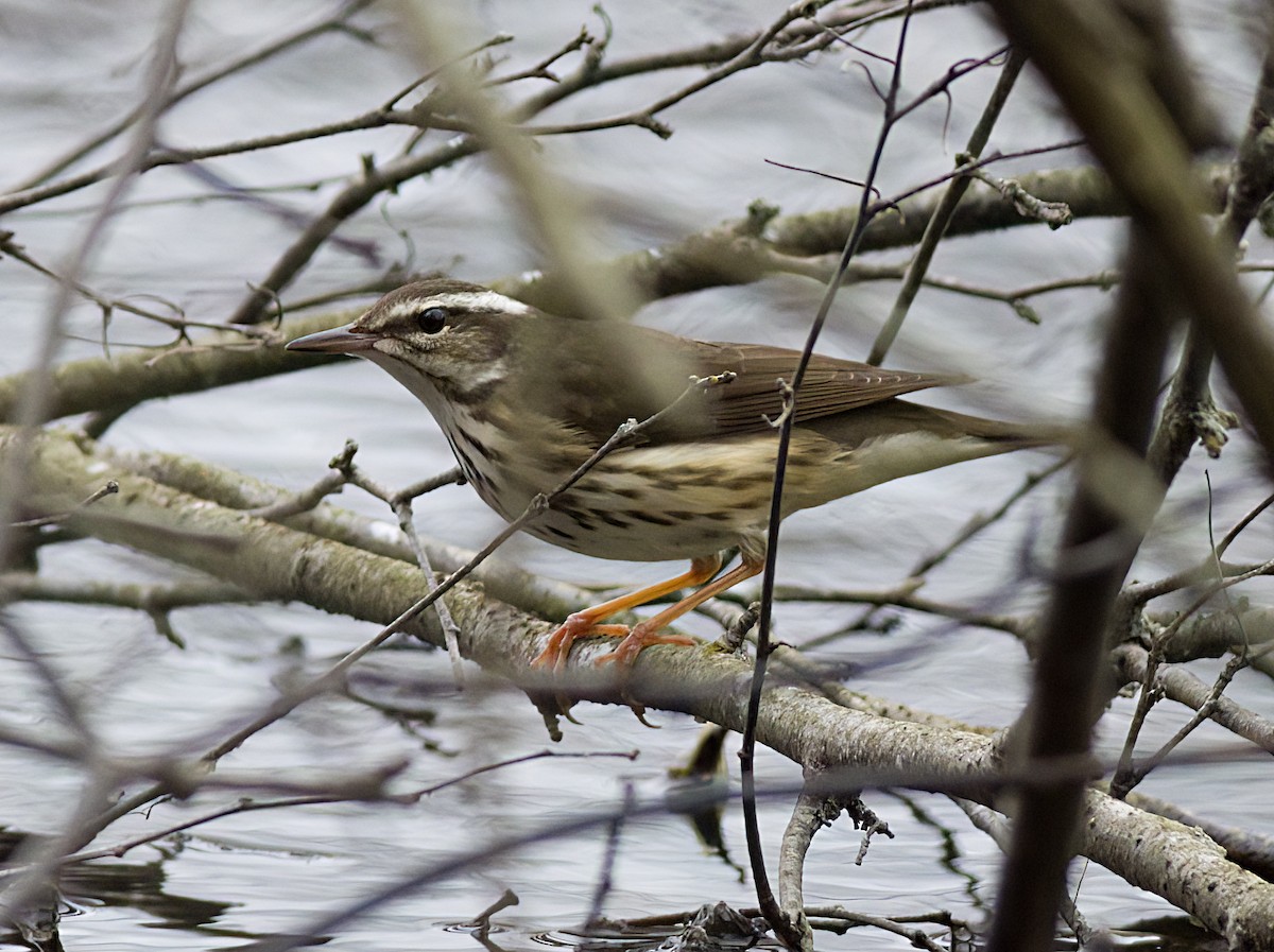 Louisiana Waterthrush - ML633576196