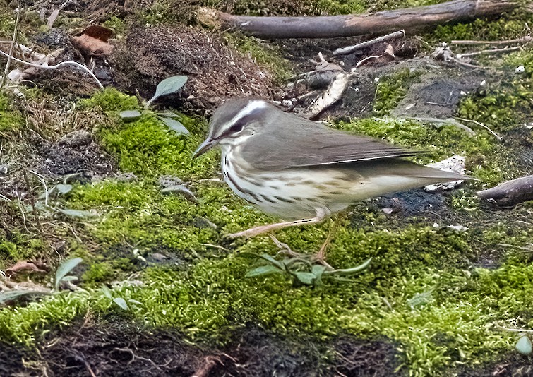 Louisiana Waterthrush - ML633576201