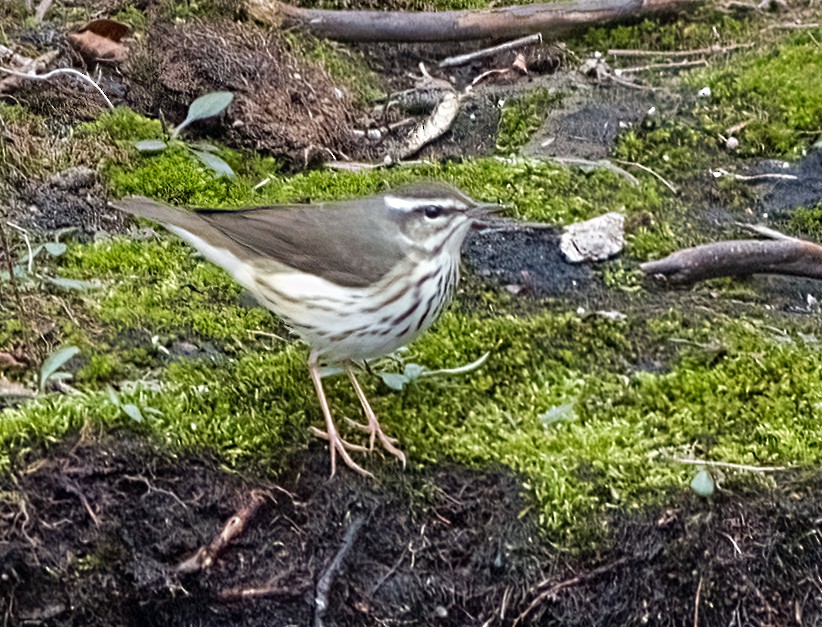 Louisiana Waterthrush - ML633576204