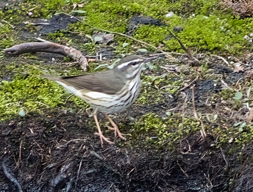 Louisiana Waterthrush - ML633576227