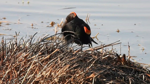 vlhovec červenokřídlý [skupina phoeniceus] - ML633576292
