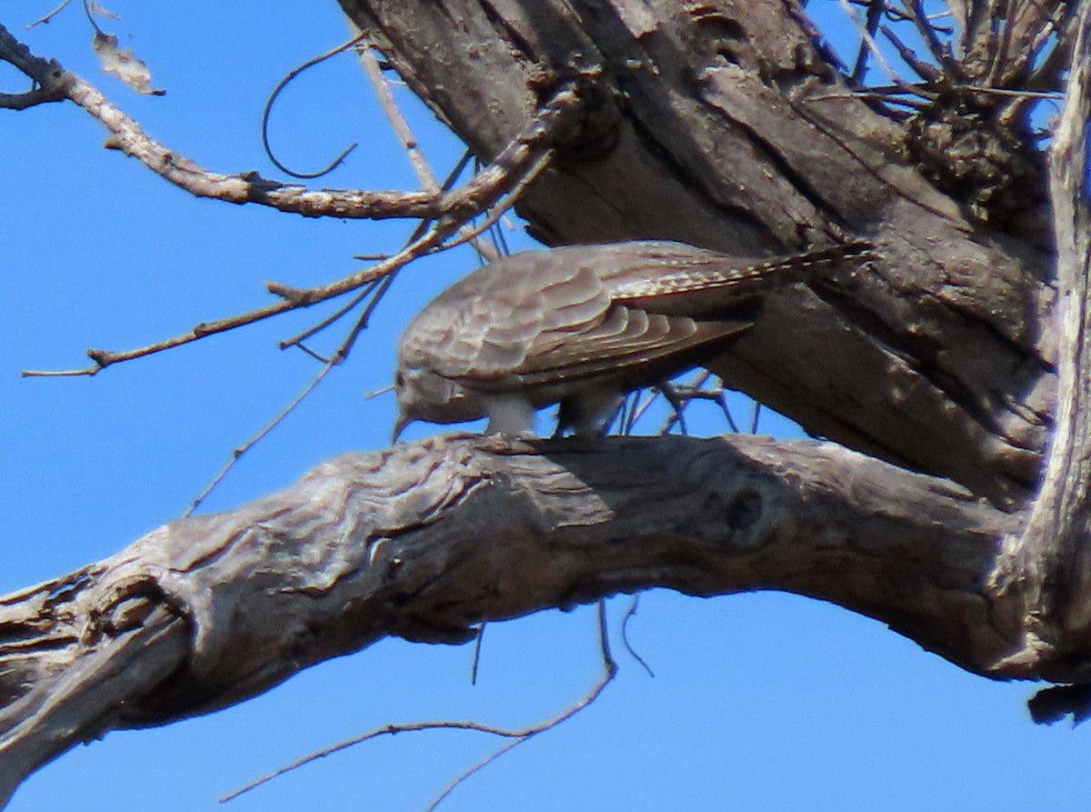 Pallid Cuckoo - ML633576295