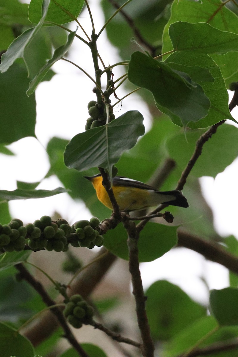 Yellow-rumped Flycatcher - ML633576382