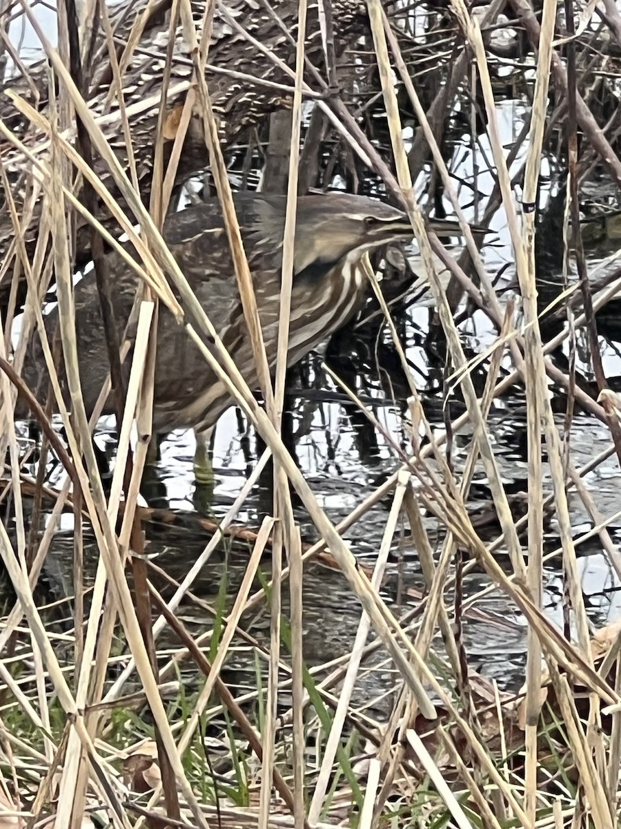 bukač severoamerický - ML633576383