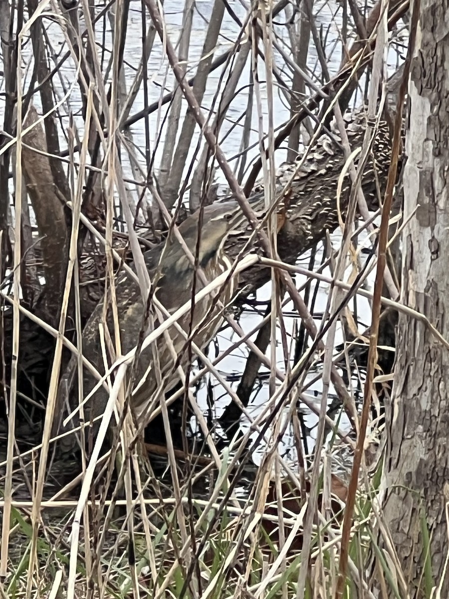 bukač severoamerický - ML633576384