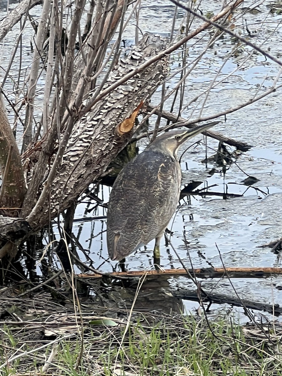 bukač severoamerický - ML633576385