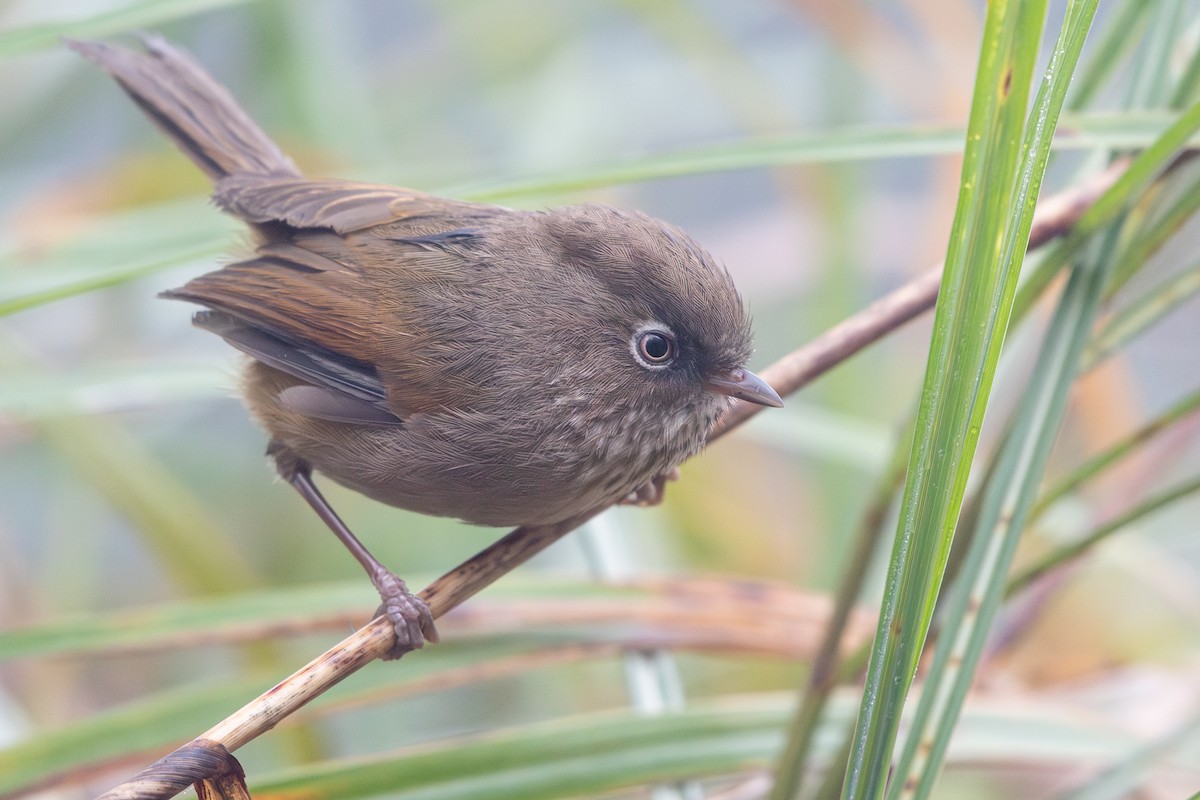 Taiwan Fulvetta - ML633576441