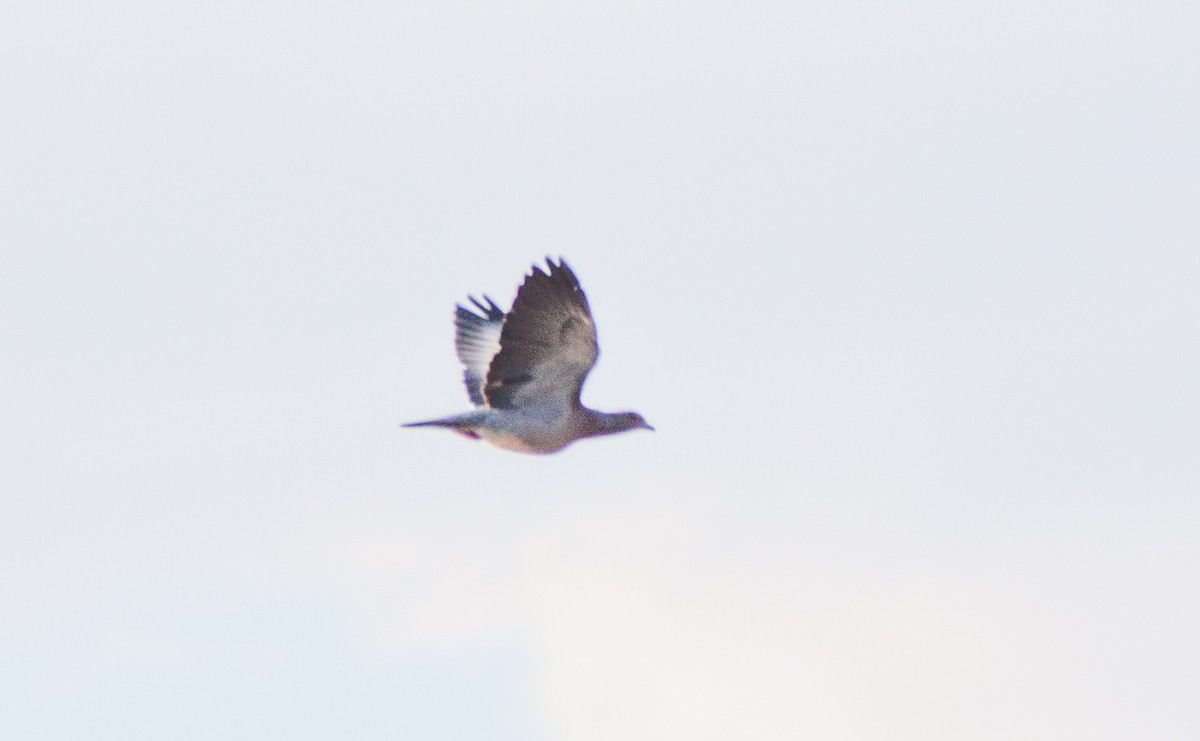 Pale-vented Pigeon - ML633576490