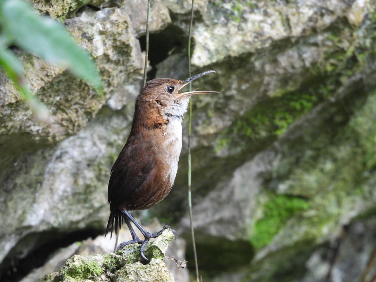 Nava's Wren - ML633576532