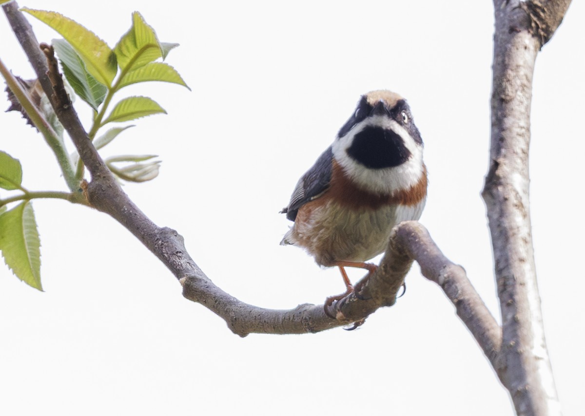 Black-throated Tit (Black-throated) - ML633576595