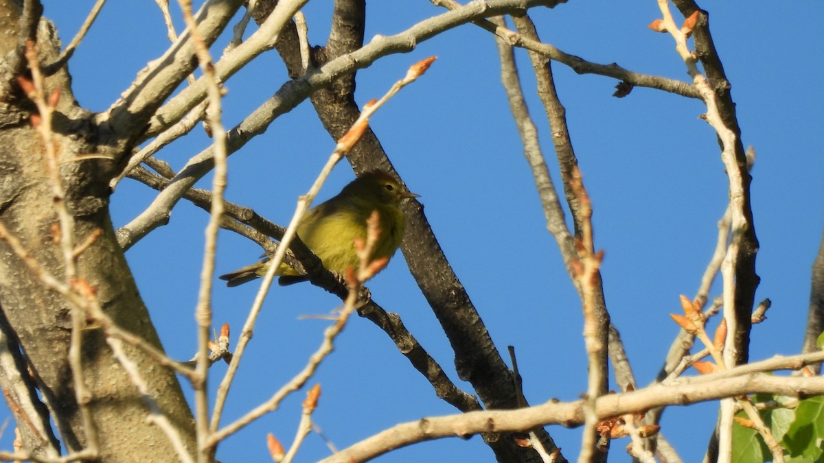 Orange-crowned Warbler - ML633576667