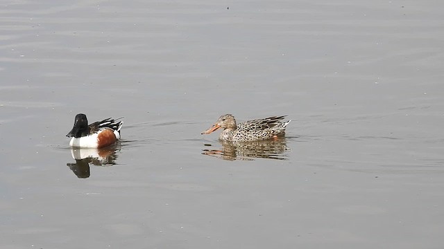 Northern Shoveler - ML633577334