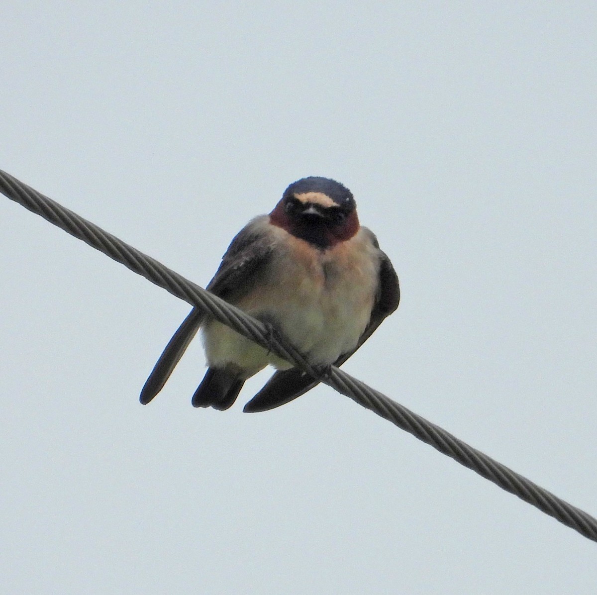 Cliff Swallow - Rosemary Seidler