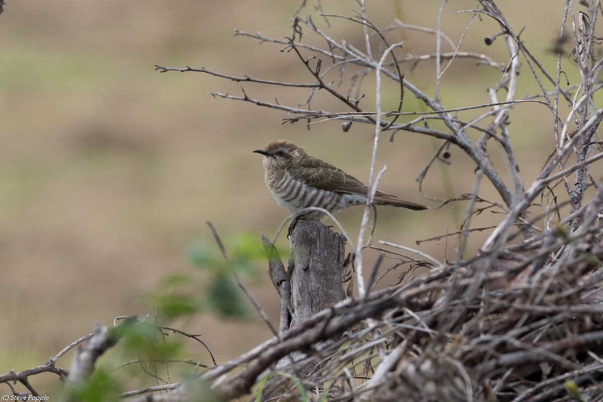 Horsfield's Bronze-Cuckoo - ML633577604