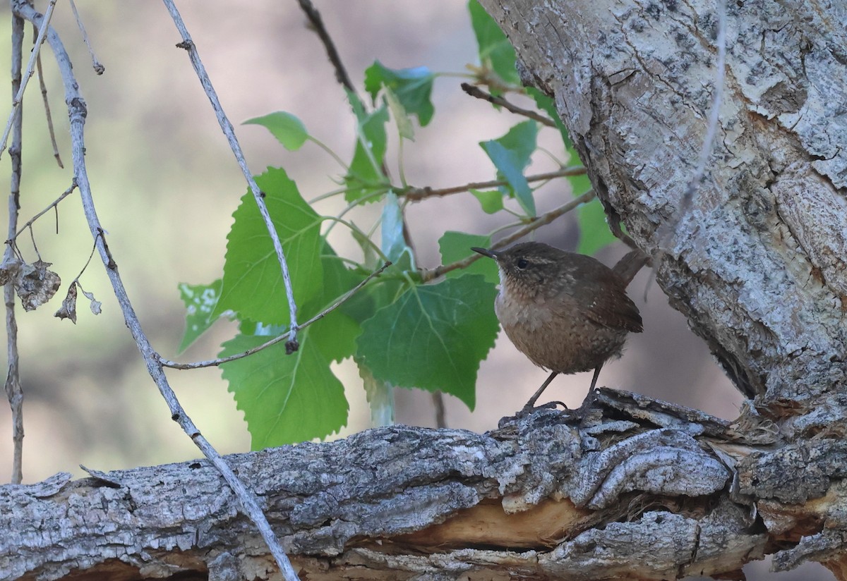 フユミソサザイ - ML633577634