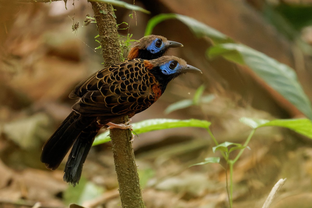 Ocellated Antbird - ML633577750