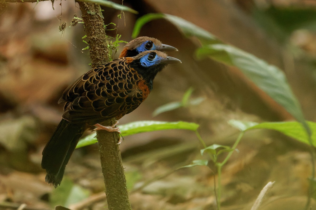 Ocellated Antbird - ML633577751