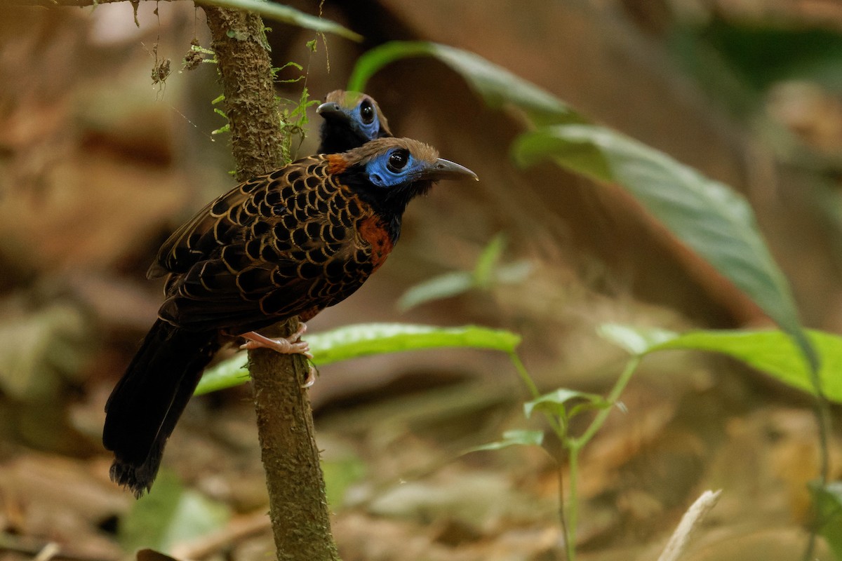 Ocellated Antbird - ML633577752