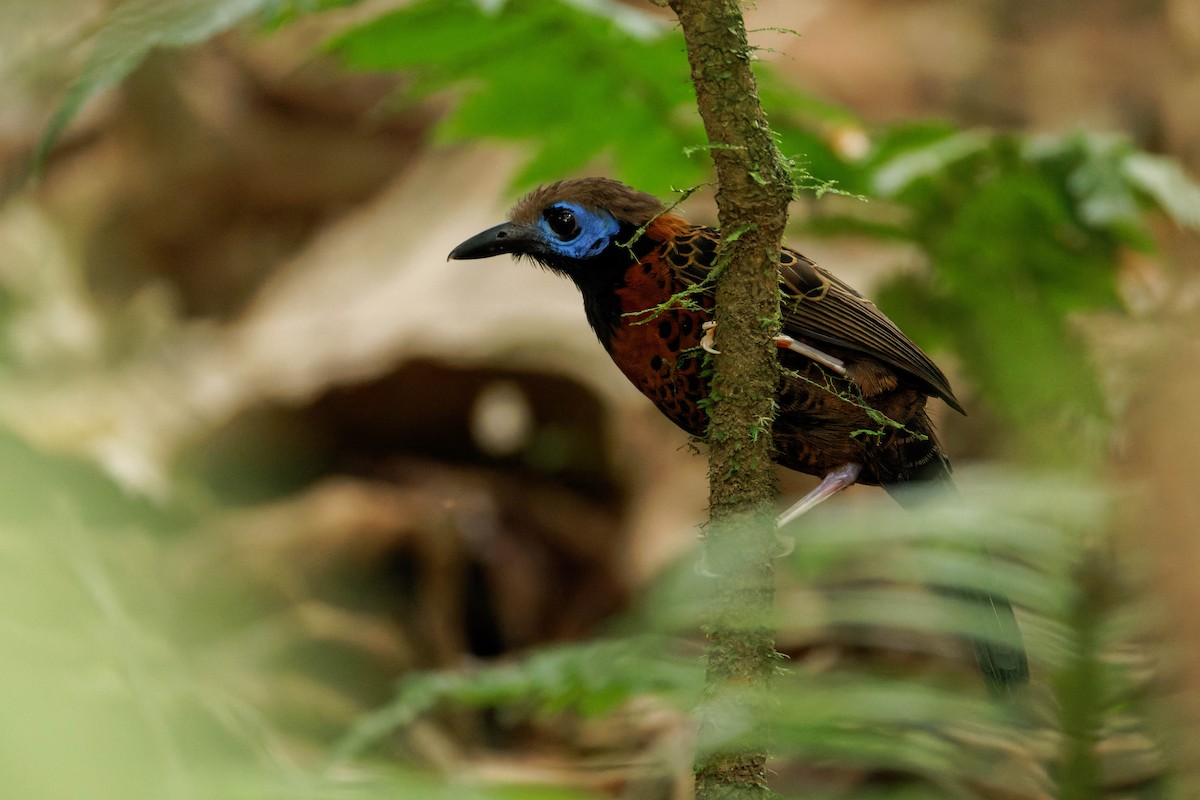 Ocellated Antbird - ML633577753