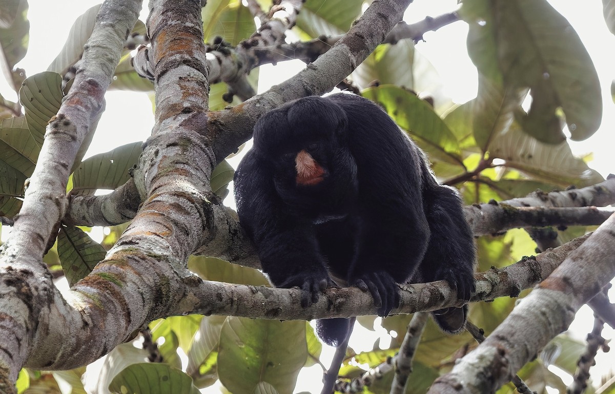 Red-nosed Bearded Saki - Timo Mitzen