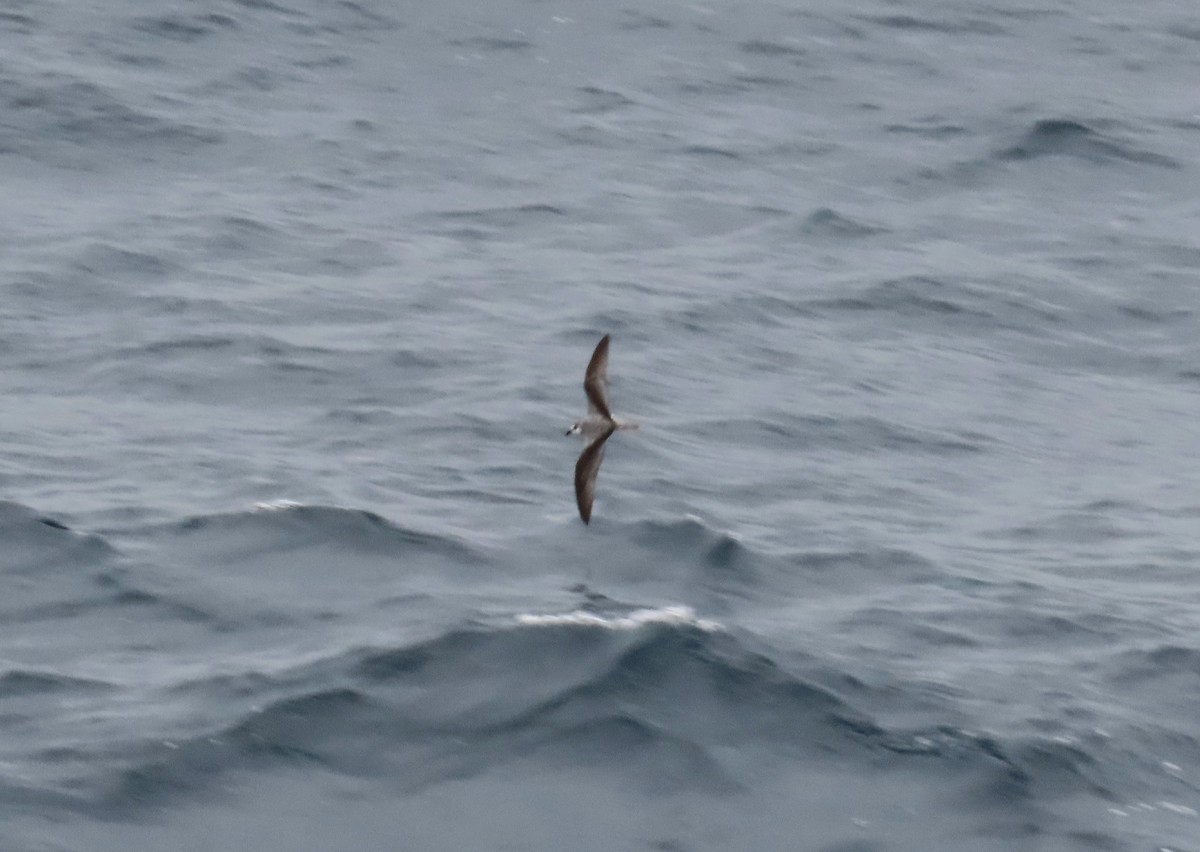 Masatierra Petrel - ML633577937
