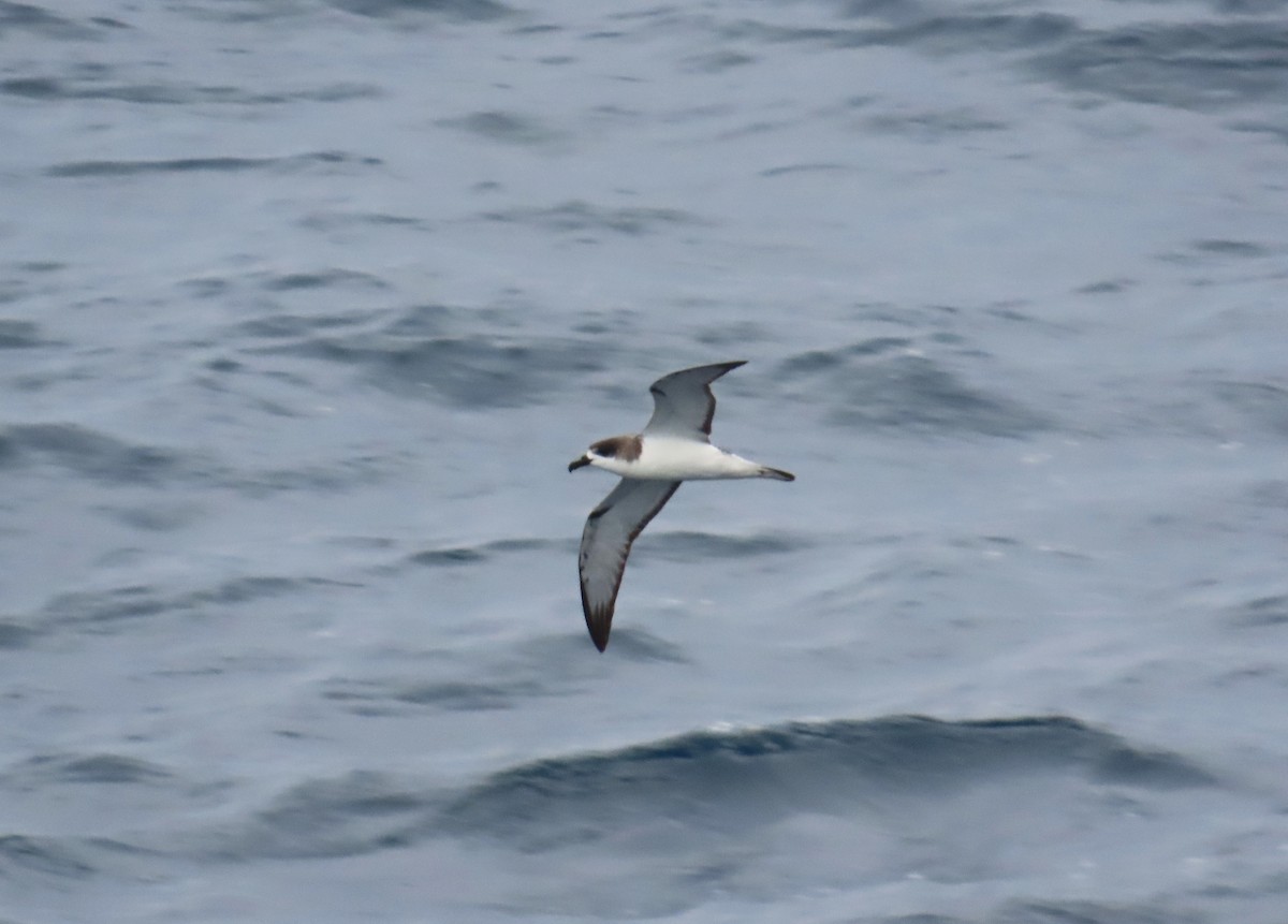 Petrel de las Juan Fernández - ML633577984