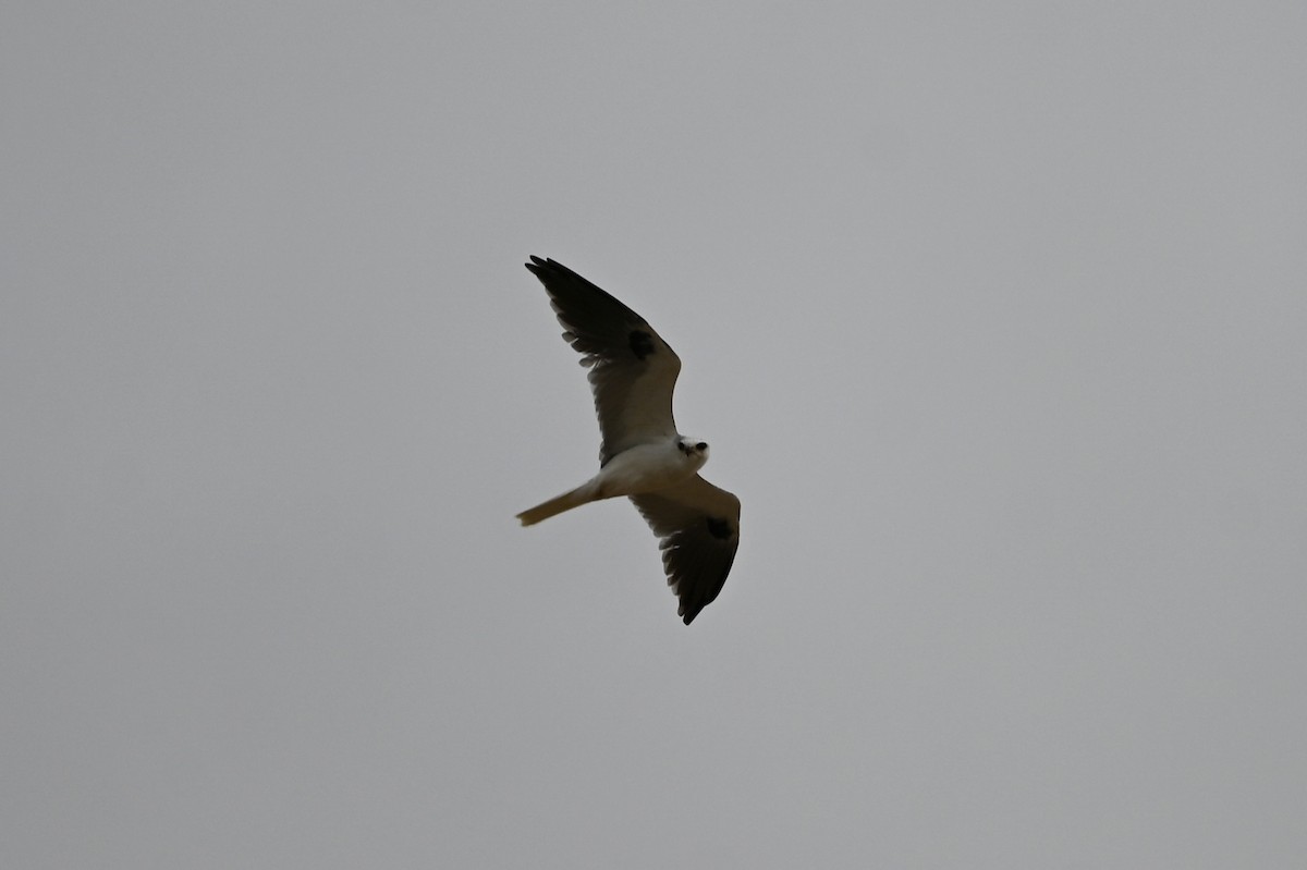 White-tailed Kite - ML633577993