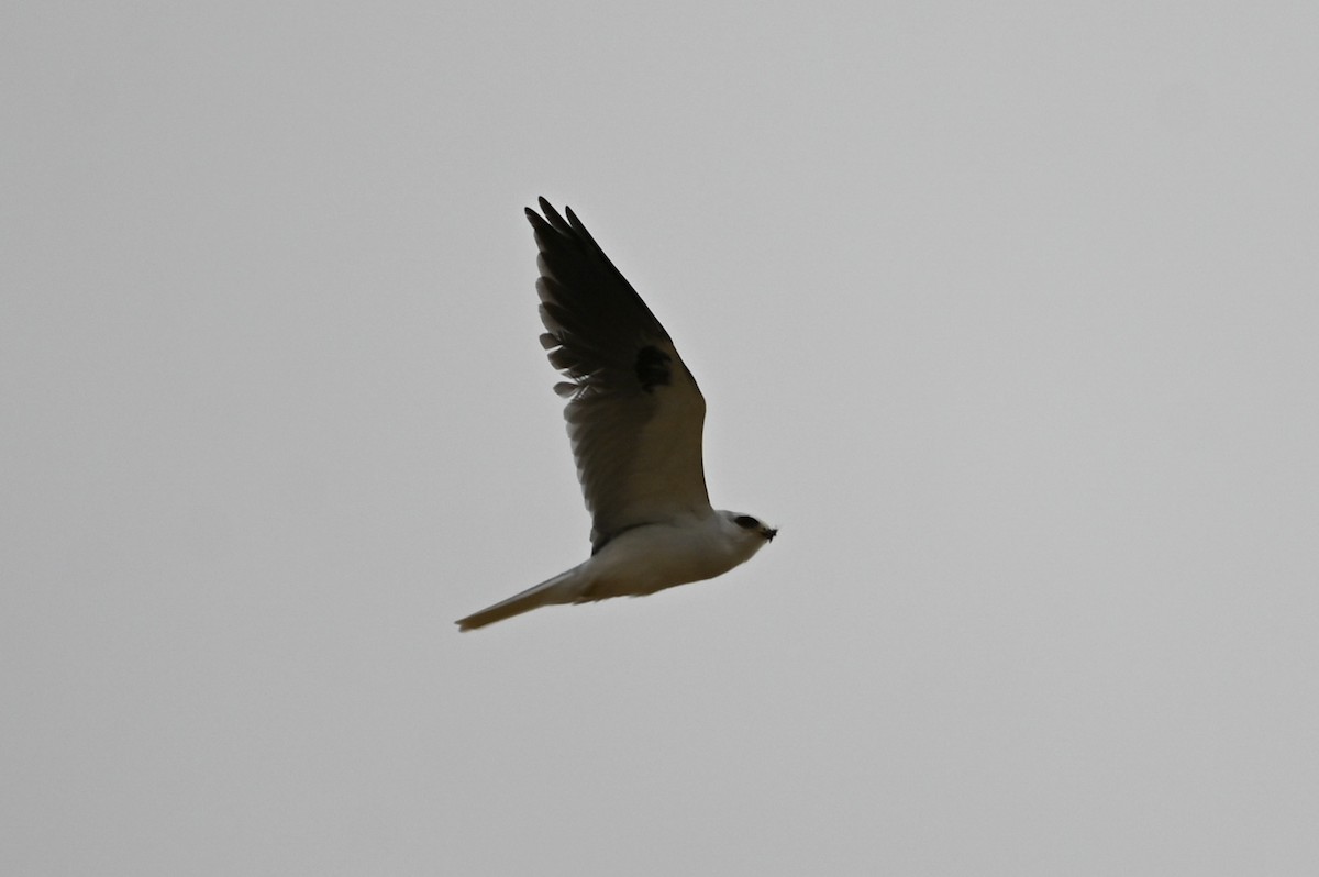 White-tailed Kite - ML633577994